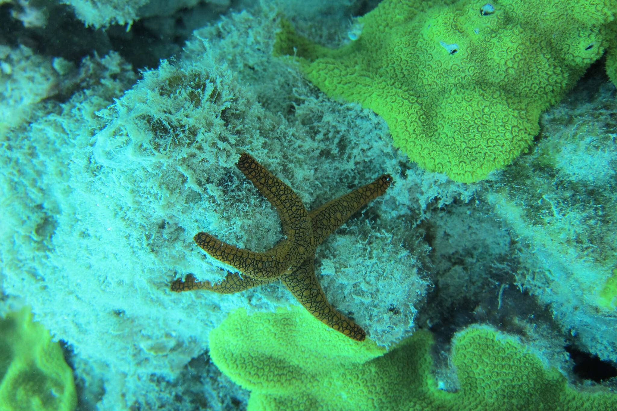 Image of Orange spotted purple sea star