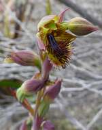 Calochilus pruinosus D. L. Jones的圖片