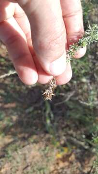 Image of Palmer's rabbitbrush