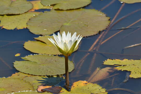 Image of dotleaf waterlily