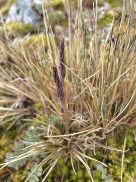 Image of Festuca contracta Kirk