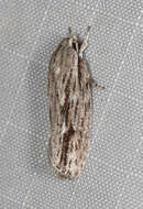 Image of Grey Agriophara Moth