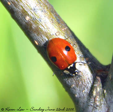 Image of twospotted lady beetle