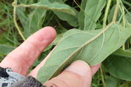 Image of Ipomoea pellita Hall. fil.