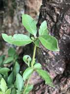 Image of Coprosma chathamica Cockayne