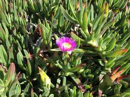 Imagem de Carpobrotus aequilaterus (Haw.) N. E. Br.