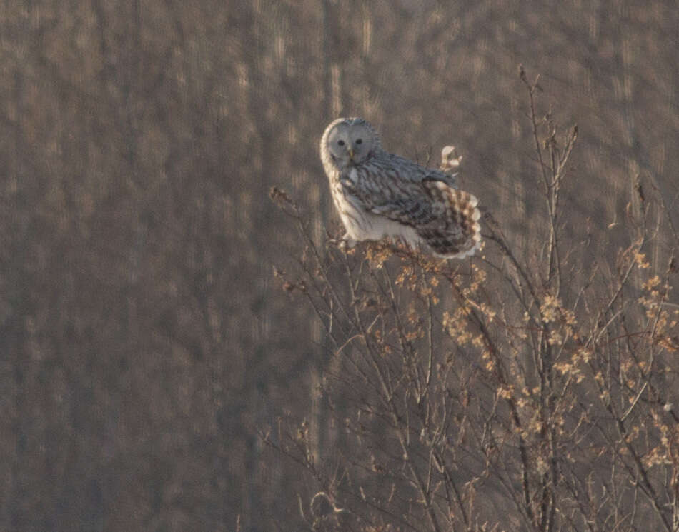 Plancia ëd Strix uralensis Pallas 1771