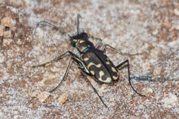 Image of <i>Cicindela <i>haemorrhagica</i></i> haemorrhagica