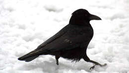 Image of Carrion Crow