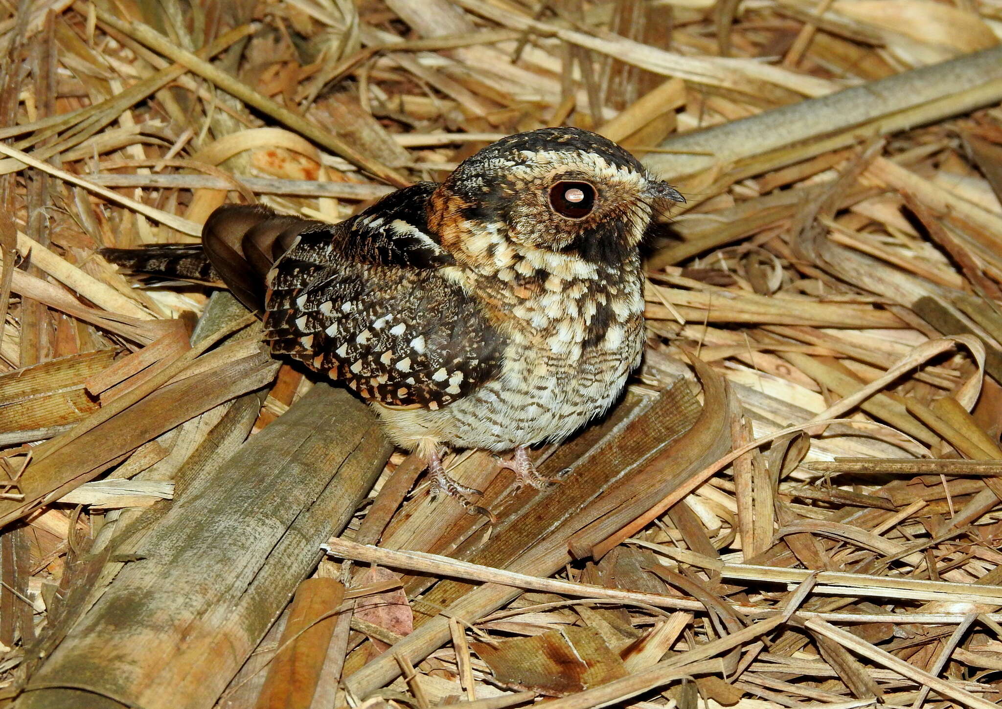 Image of Spot-tailed Nightjar