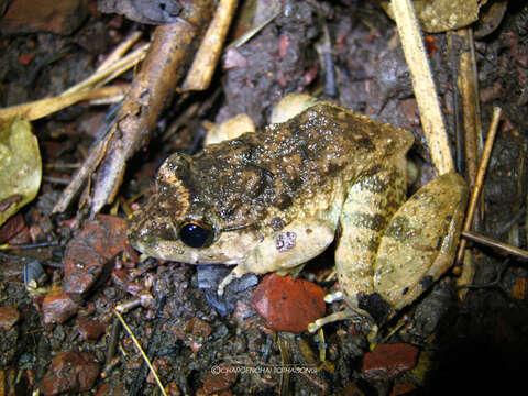 Image of Gyldenstolpe's Frog