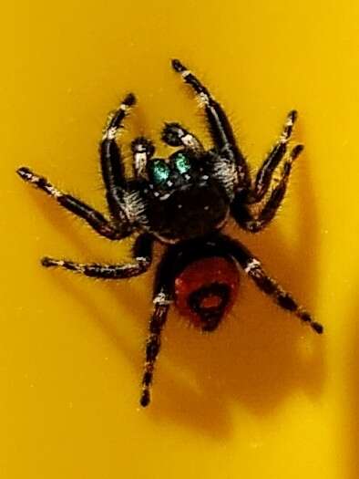 Image of Phidippus princeps pulcherrimus Keyserling 1885