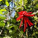 Image of Erythrina costaricensis Micheli