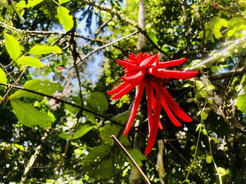 Image of Erythrina costaricensis Micheli