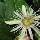Image de Passiflora rubra L.