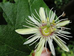 Image de Passiflora rubra L.