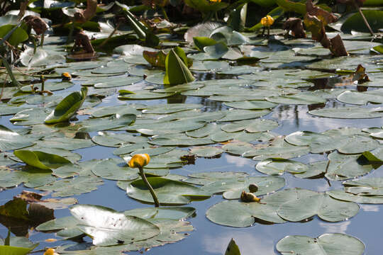 Image de Nénuphar Jaune