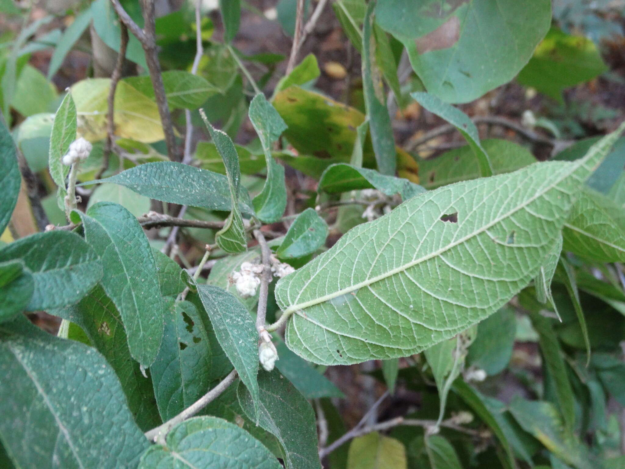 Image of Croton alamosanus Rose