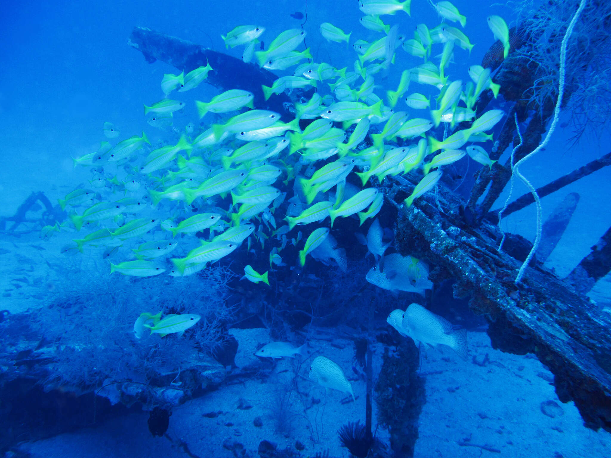 Image of Bigeye snapper