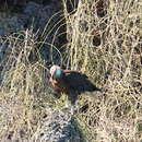 Image of Madagascan Fish Eagle