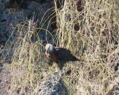 Image of Madagascan Fish Eagle