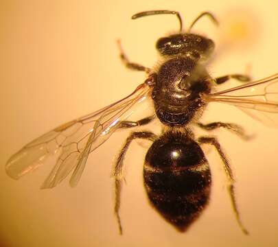 Слика од Lasioglossum laticeps (Schenck 1870)