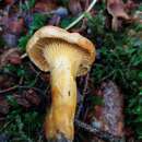 Cantharellus amethysteus (Quél.) Sacc. 1887 resmi