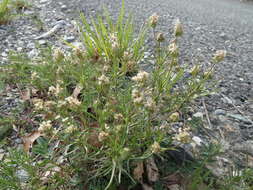 Image of Shrubby Plantain