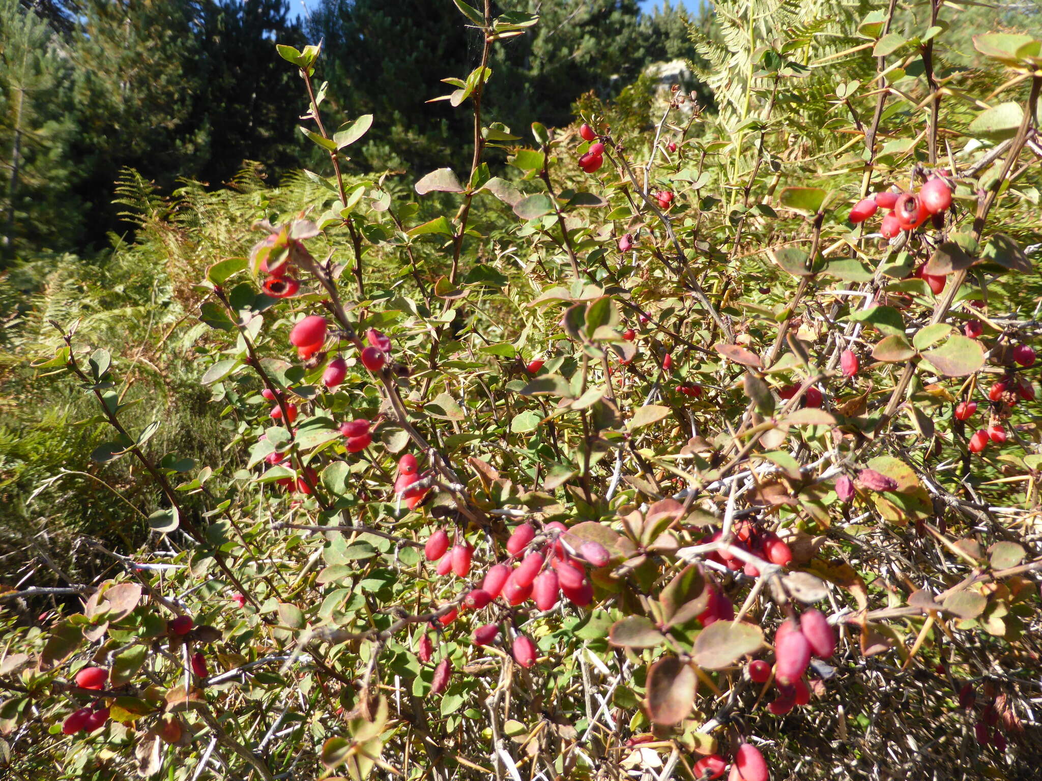 Image de Berberis aetnensis C. Presl