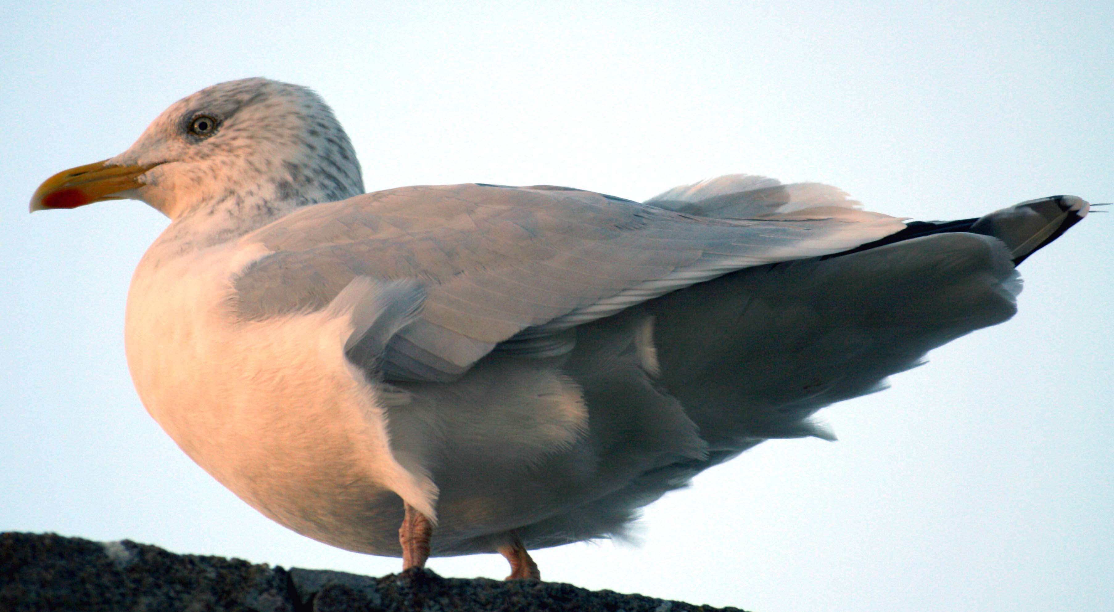 Image of European Herring Gull