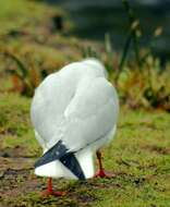 Image of Black-headed Gull