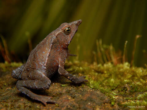 صورة Rhinella tenrec (Lynch & Renjifo 1990)