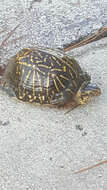 Image of Florida box turtle