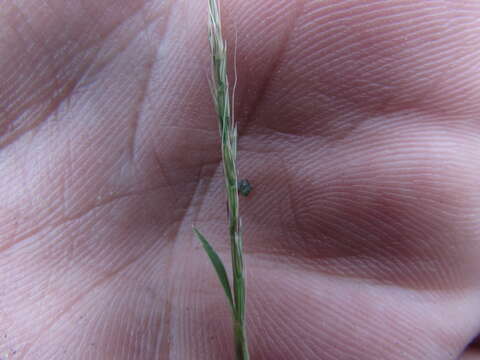 Image of sixweeks muhly