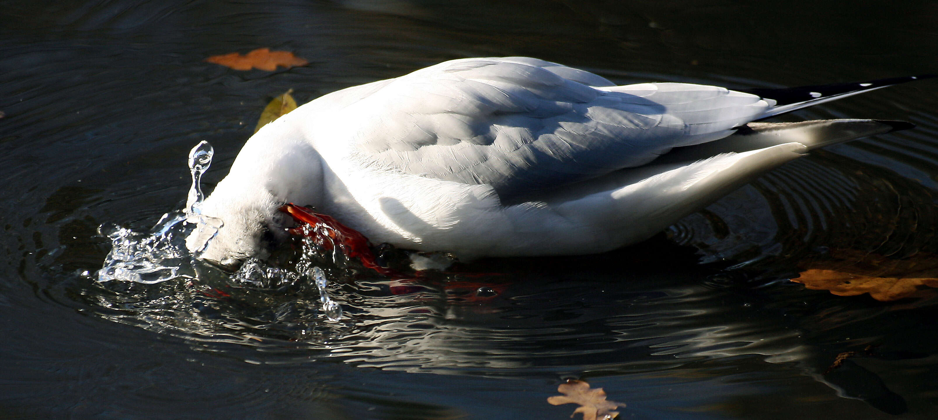 Image of Black-headed Gull