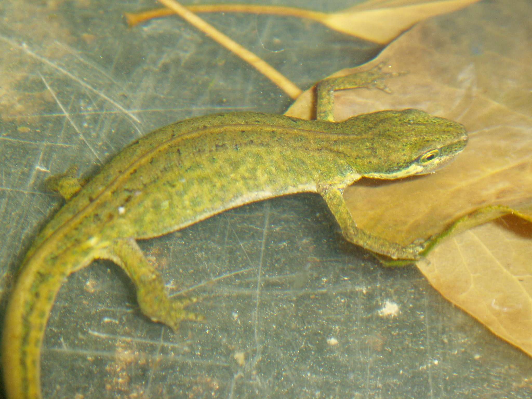 Image of Palmate newt