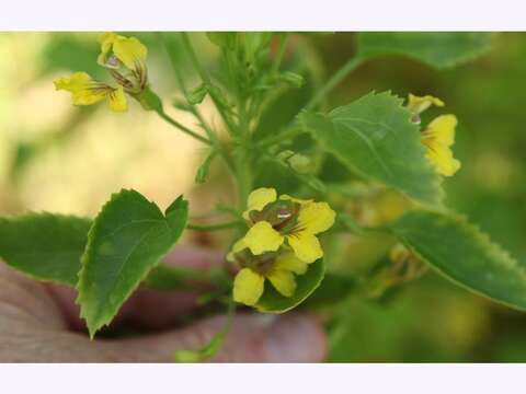 Imagem de Goodenia grandiflora Sims