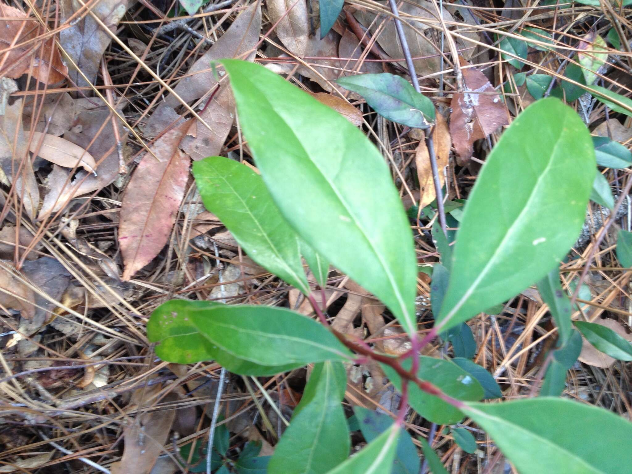 Image of Camphor laurel