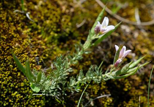 Image of Heliophila alpina Marais