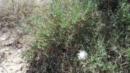 Image of Mesembryanthemum splendens L.