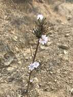 صورة Stephanomeria virgata subsp. virgata