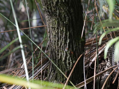 صورة <i>Leucopogon fasciculatus</i>