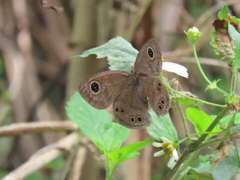 Image of Ypthima formosana Fruhstorfer 1908