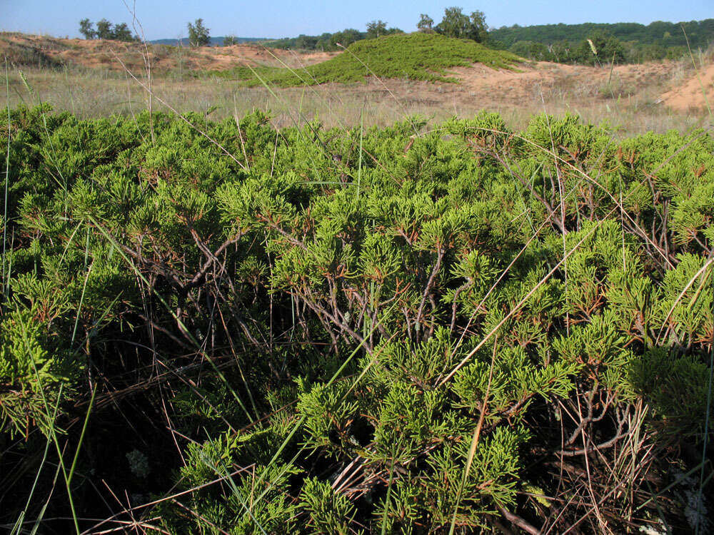 Image of Savin Juniper