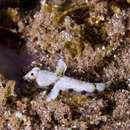 Image of Baird’s Dragonet