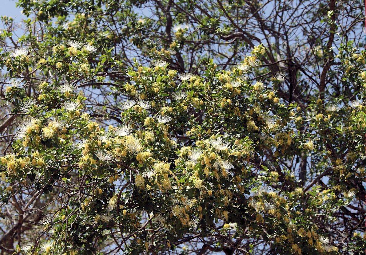 Image of Maerua angolensis subsp. angolensis