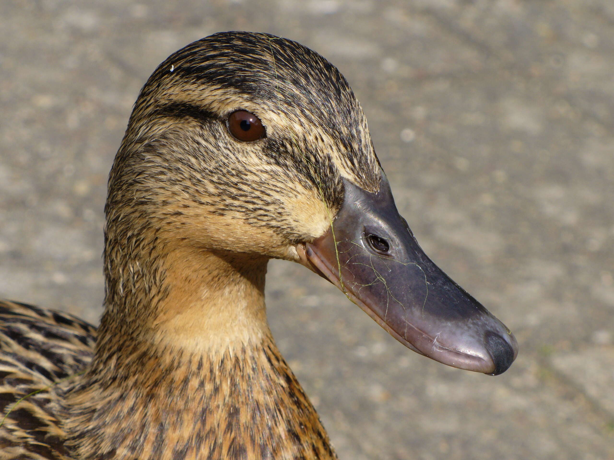 Image of Common Mallard