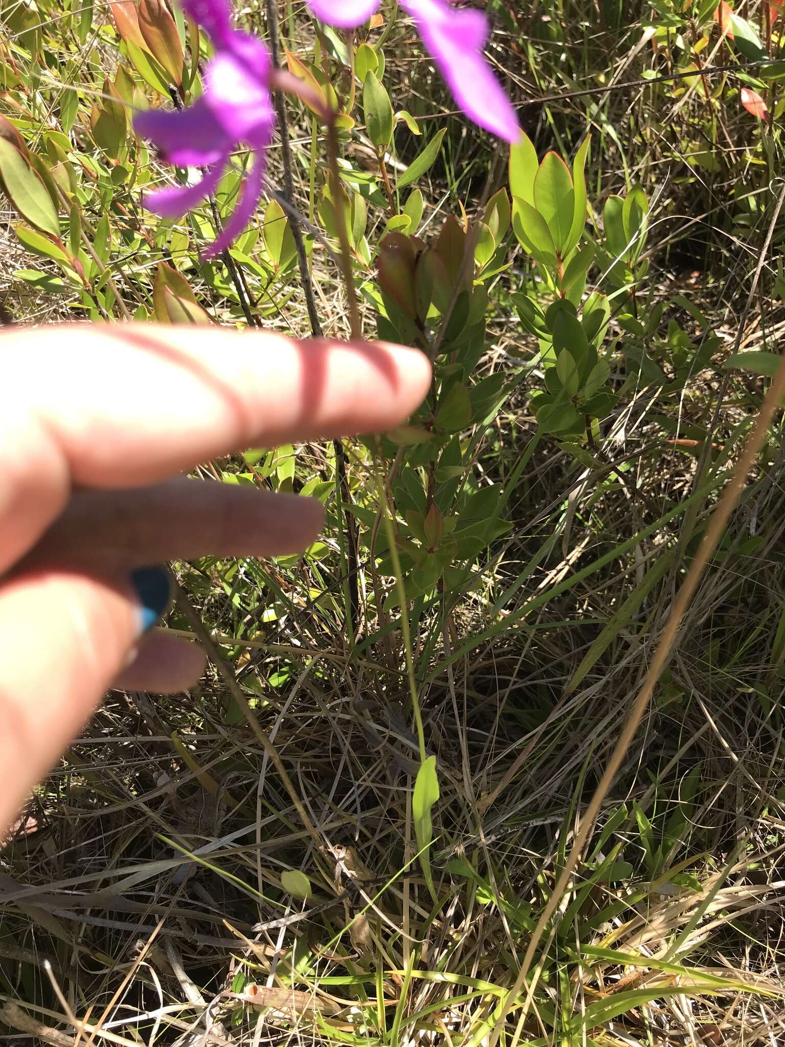 Image of Tuberous Grasspink