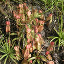 Imagem de Nepenthes smilesii Hemsl.