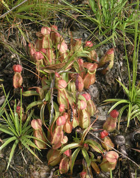 Image of Nepenthes smilesii Hemsl.